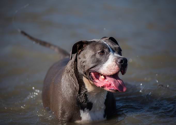 Dog swimming in water, happy