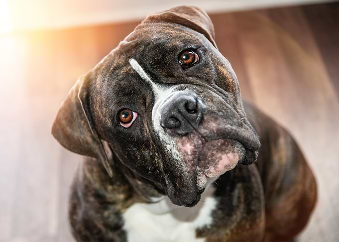 Brindle Olde English Bulldoggie Tilting Head Portrait