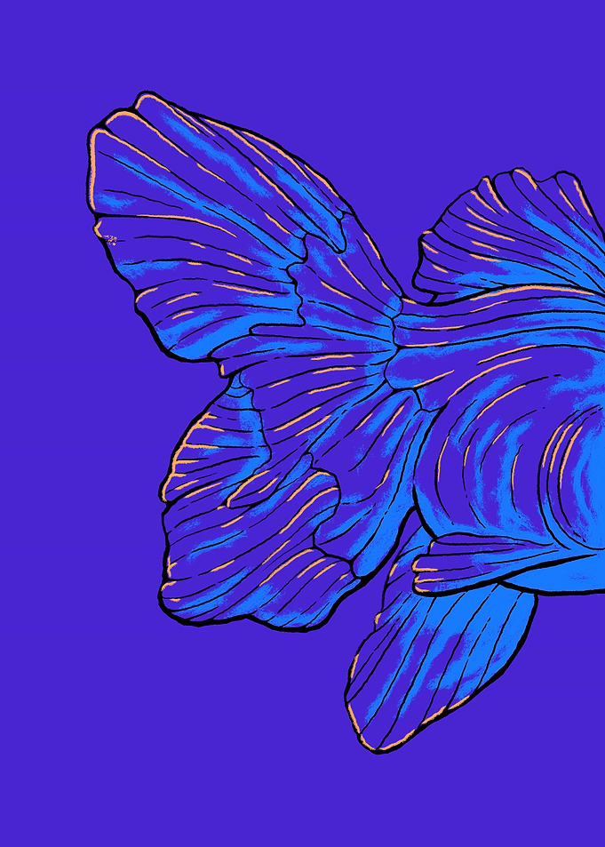 The Fins and Tail of a Fish