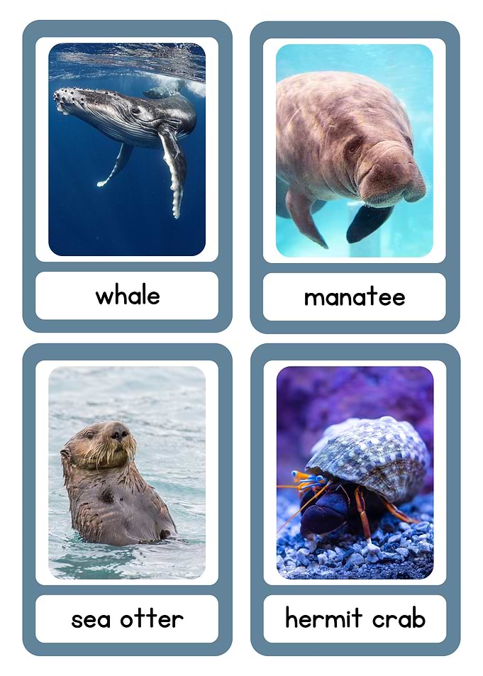 Marine Animal Flashcards