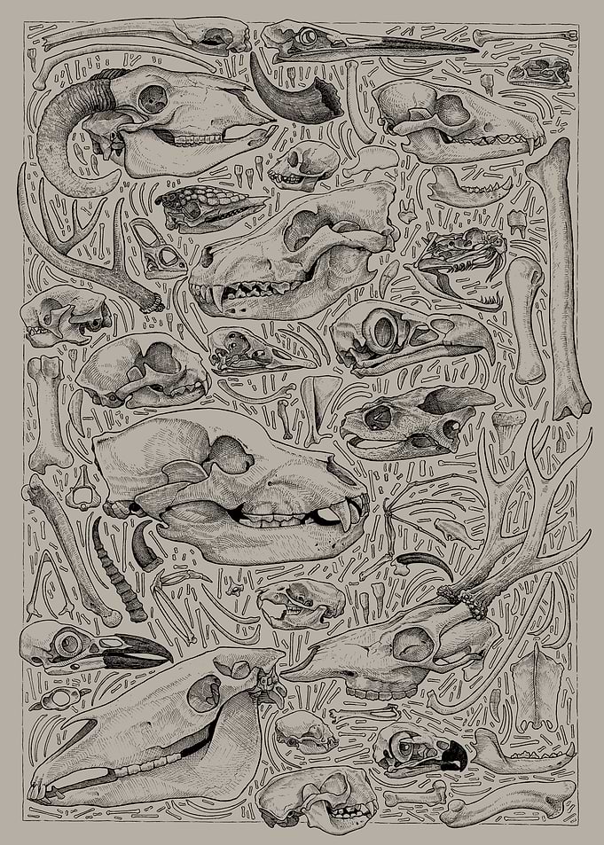 Animal Skulls and Bones Illustration