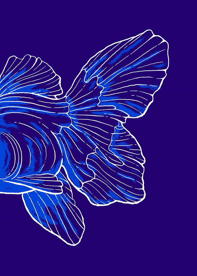 The Fins and Tail of a Fish on Blue Background