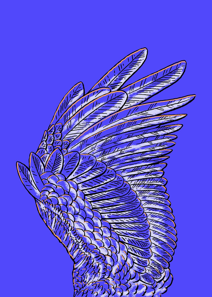 The Wing of an Owl on Blue Background