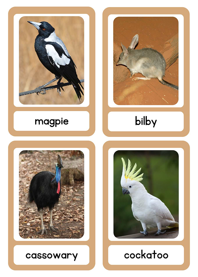 Australian Animals Flashcards