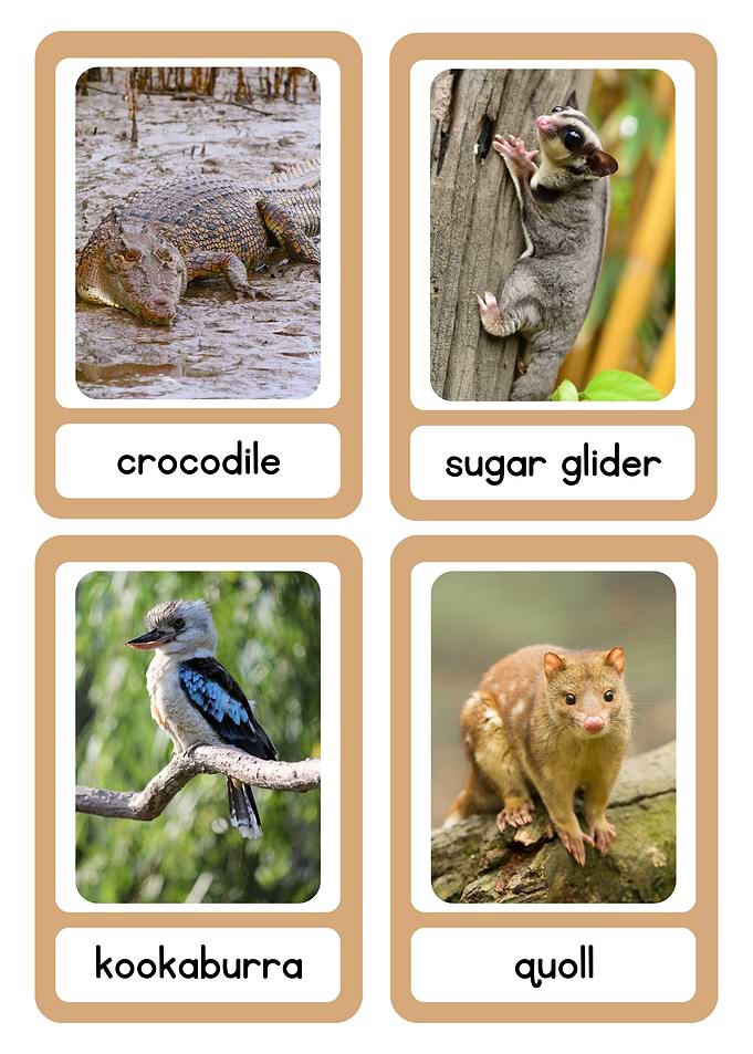Australian Animals Flashcards