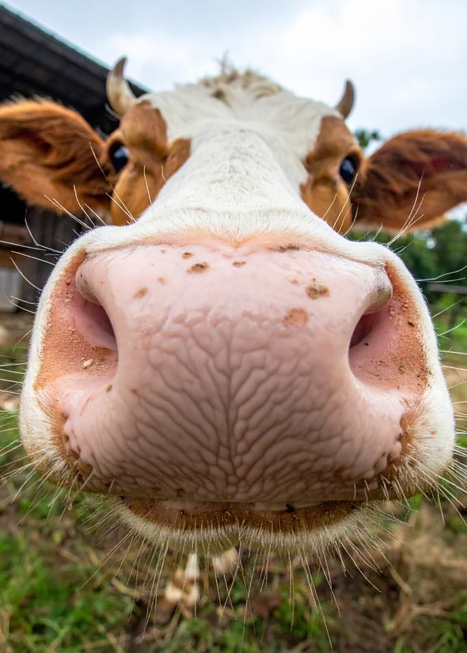 Close-up of a Cow's Nose