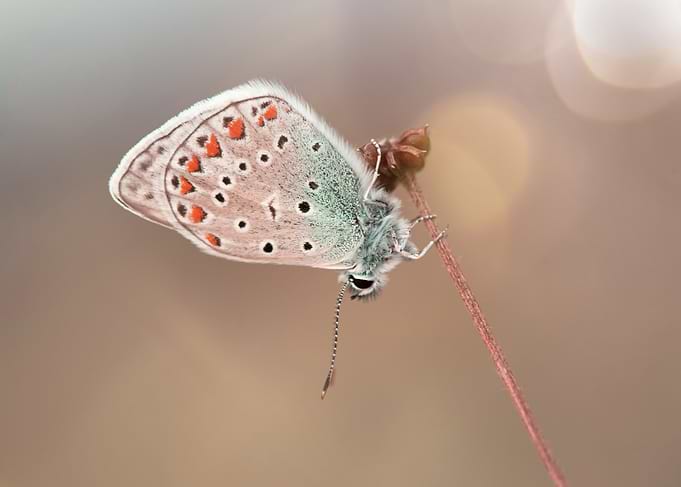 Delicate Butterfly on a Stem
