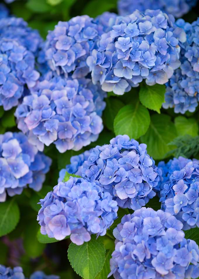 Blue Hydrangea Flowers