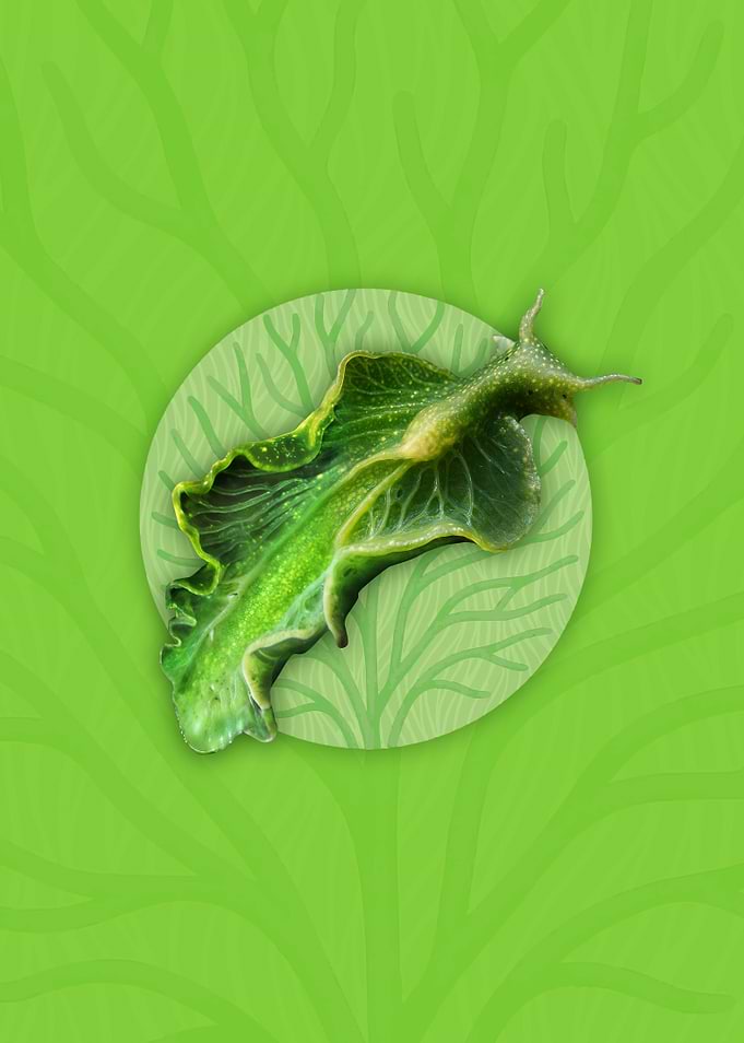 Leaf Sheep Sea Slug Illustration
