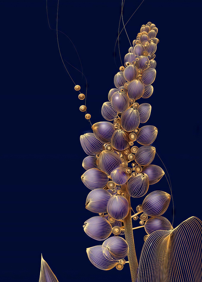 Midnight Lupine