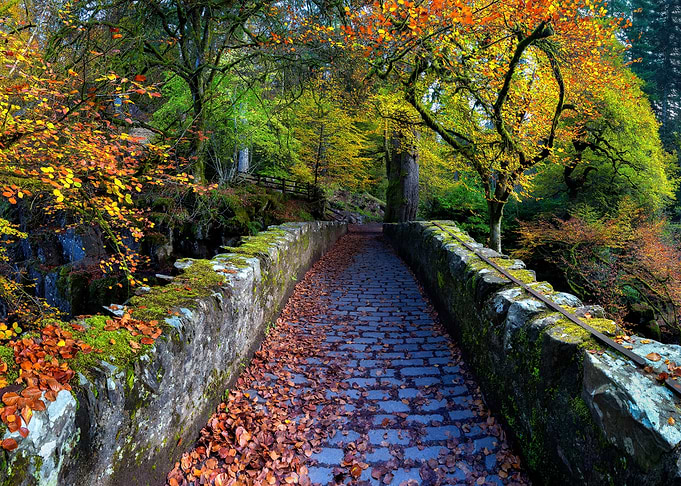 autumn bridge in forest