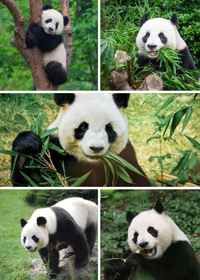 Panda Collage: Eating, Climbing, Standing