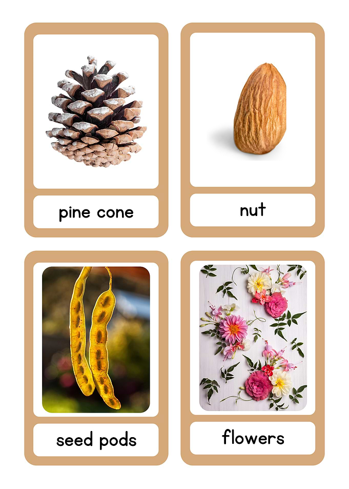 Nature Flashcards: Pine Cone, Nut, Seed Pods, Flowers