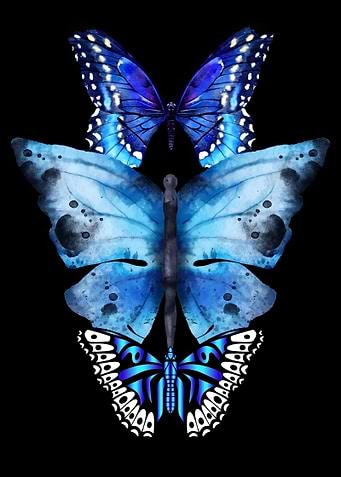 Three Blue Butterflies on Black Background
