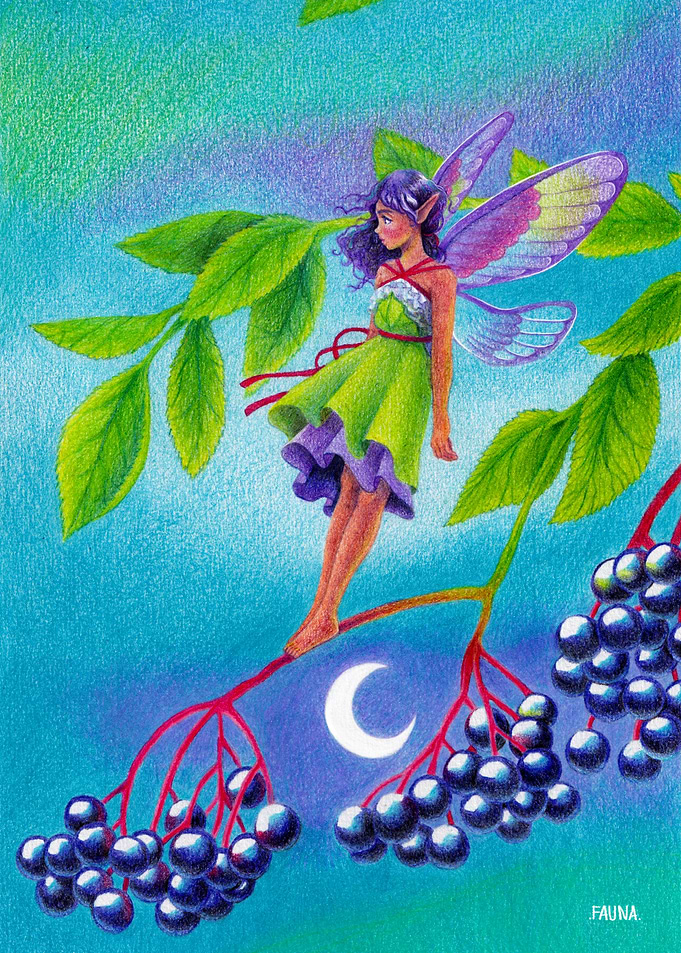 Elderberry fairy