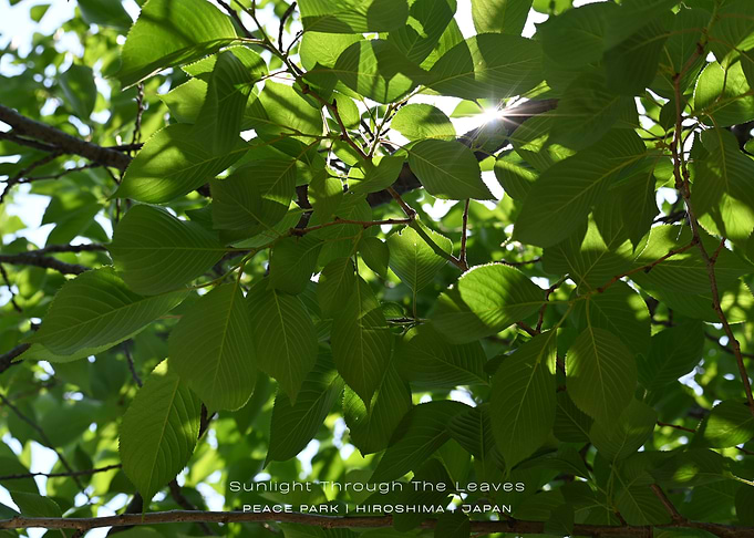 Sunlight Through Leaves, Hiroshima Peace Park