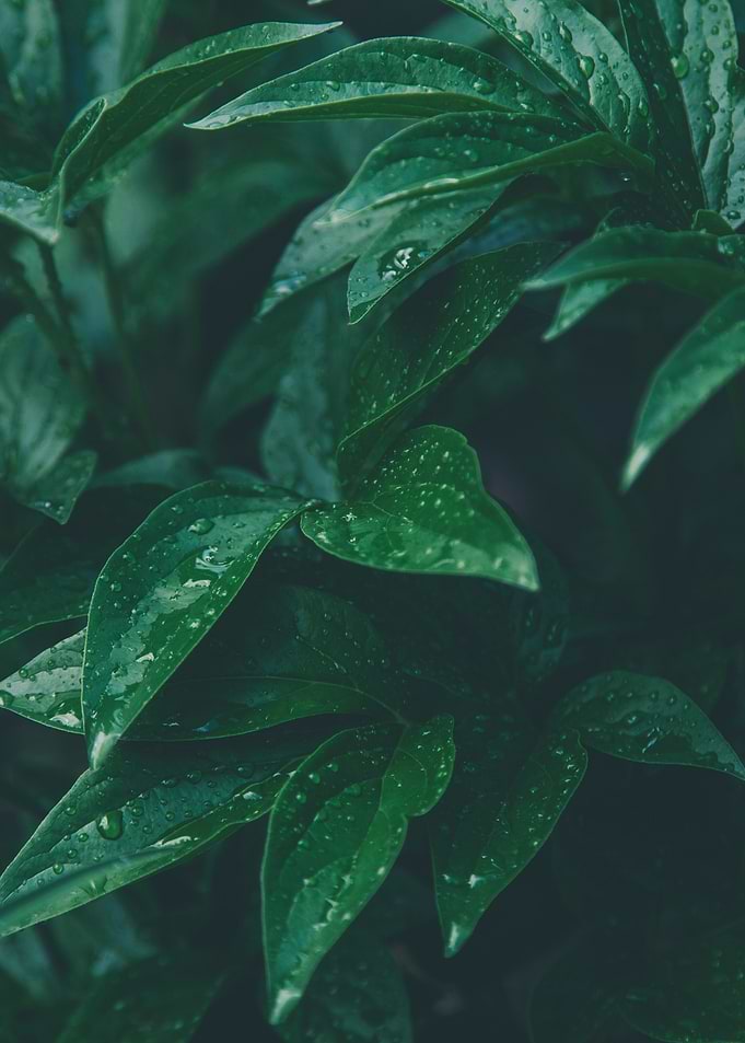 Lush Green Leaves with Water Droplets