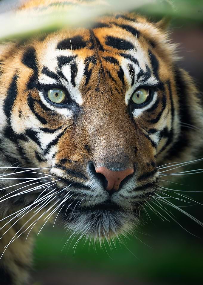 Close-up Portrait of a Tiger
