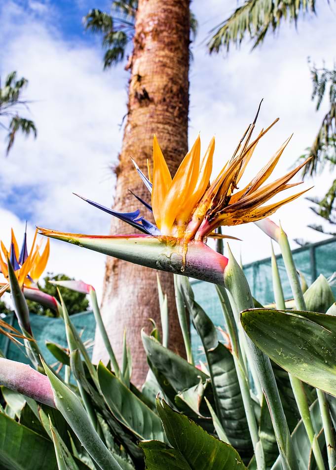 Bird of Paradise Flower Close-Up