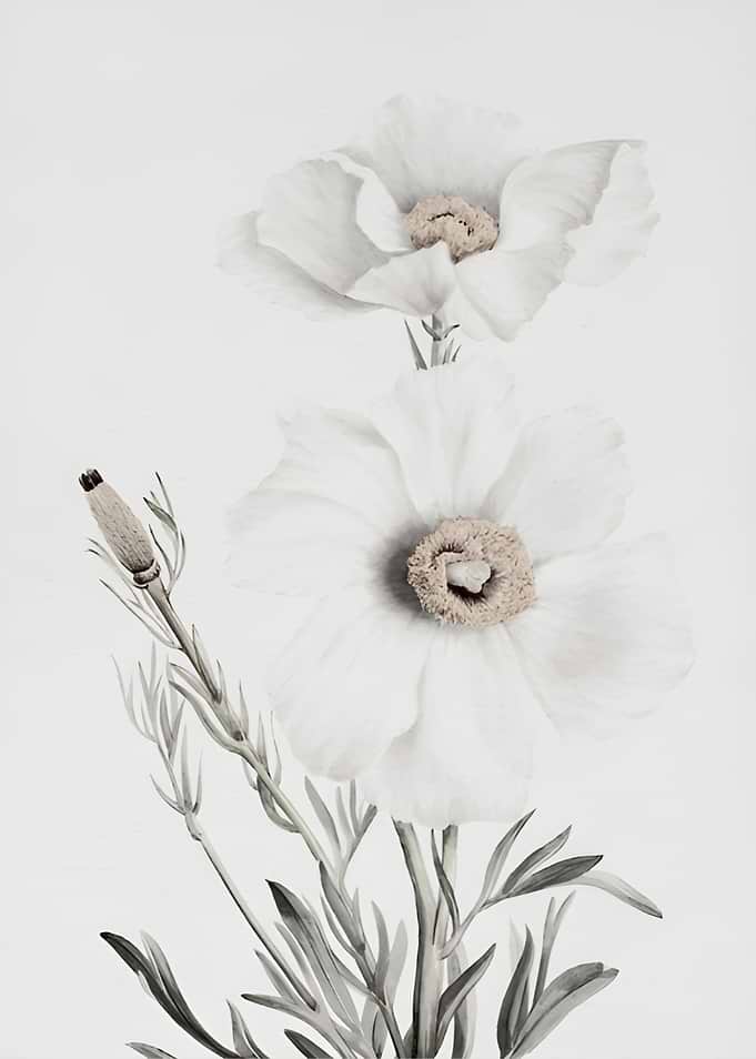 Elegant White Floral Botanical Illustration