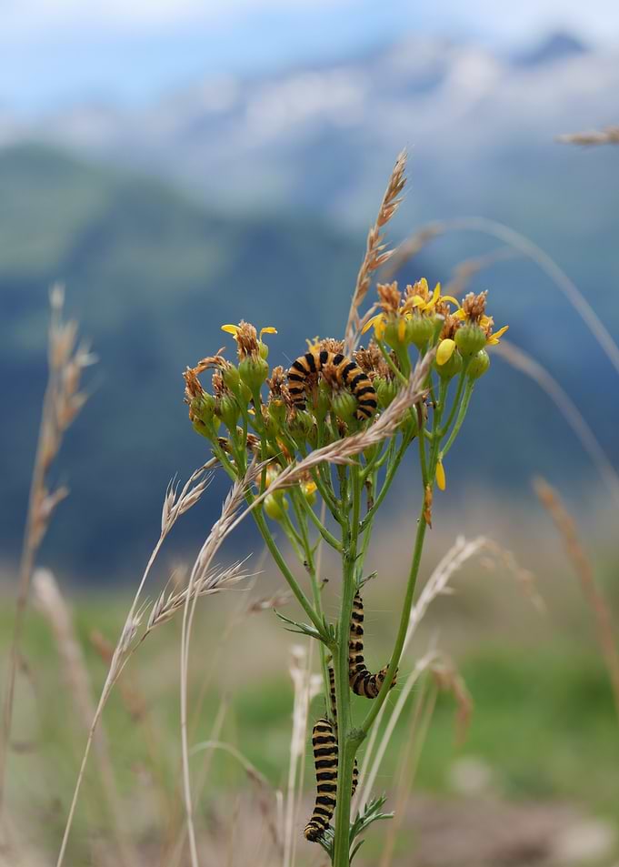 Caterpillars on Ragwort Flower