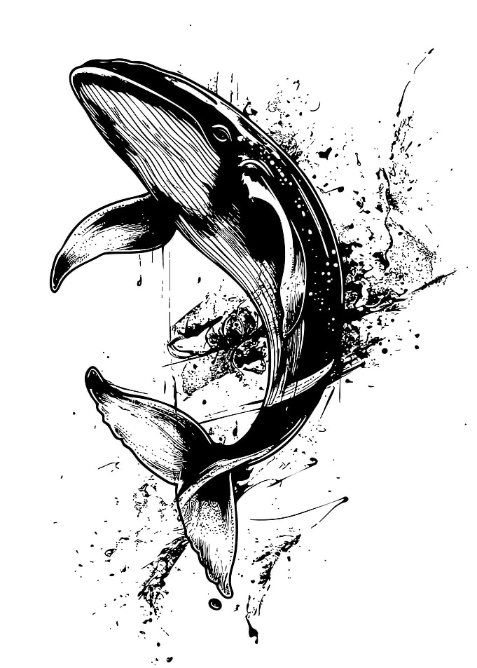 Whale Illustration in Black and White