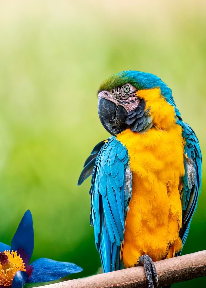Macaw Portrait