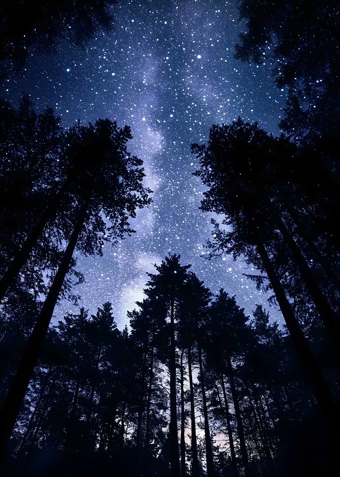 Starry Night Forest Canopy