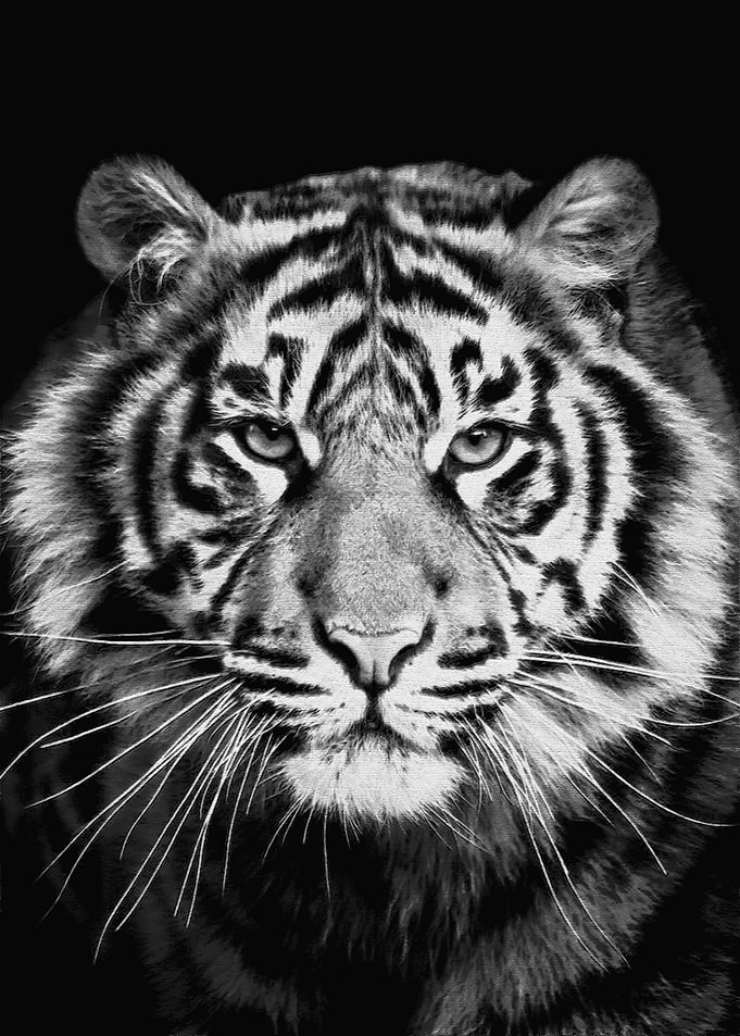 Monochrome Tiger Portrait