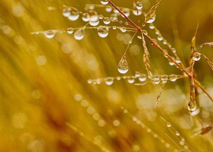 Dew Drops on Grass
