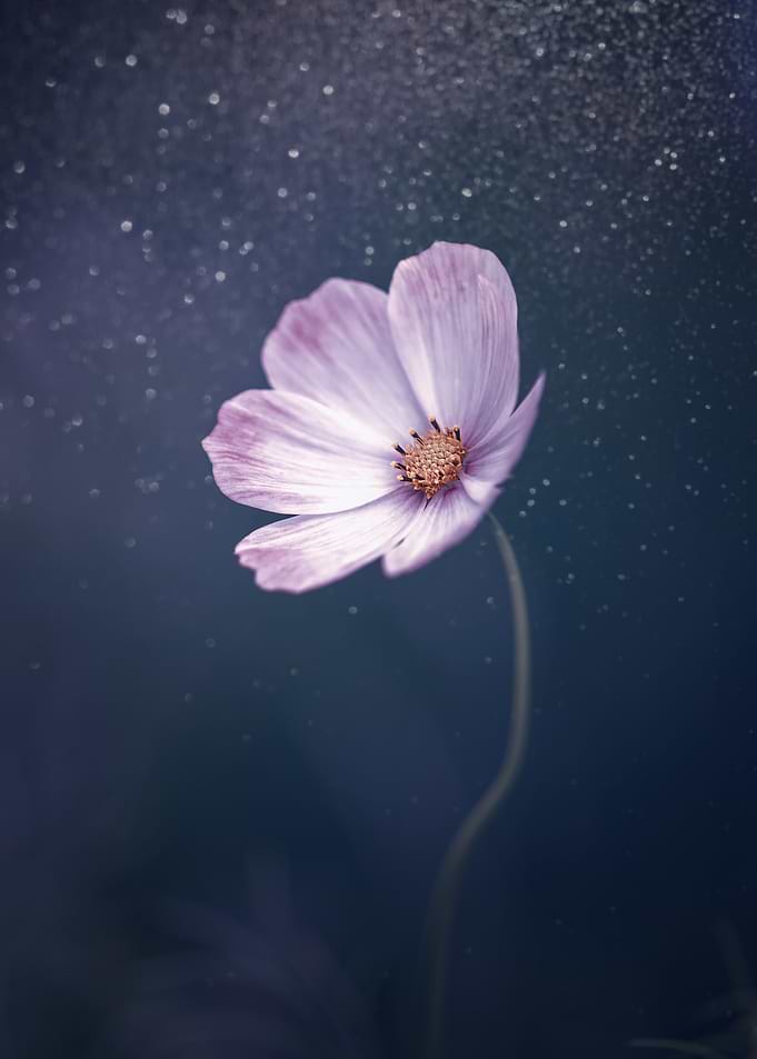 Single Cosmos Flower on Dark Background