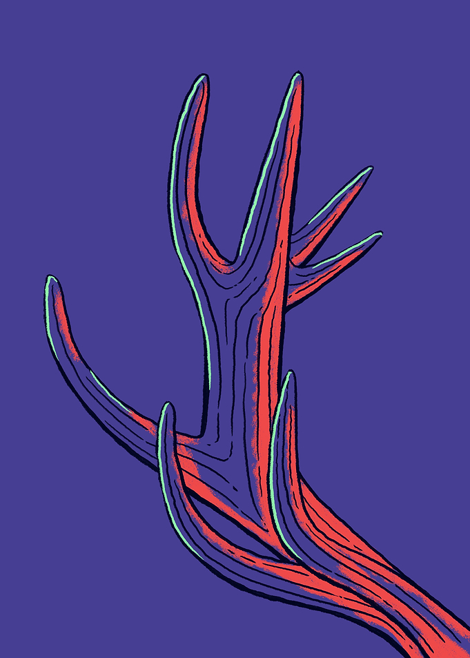 A Stag's Antler on Purple Background