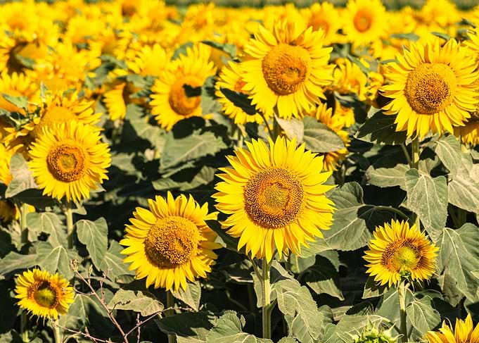Field of Vibrant Yellow Sunflowers