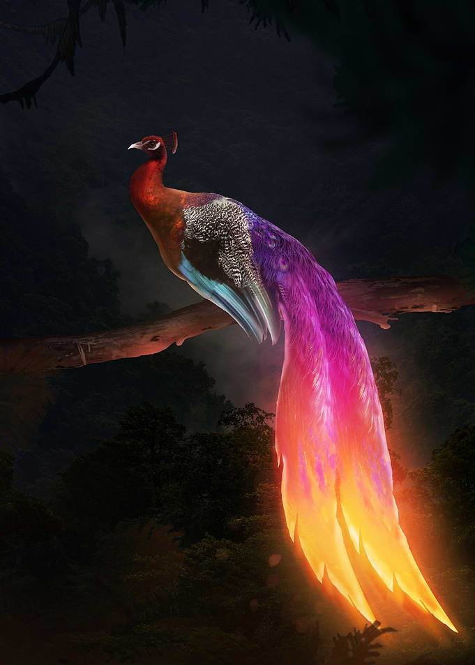 colorful peacock in dark jungle