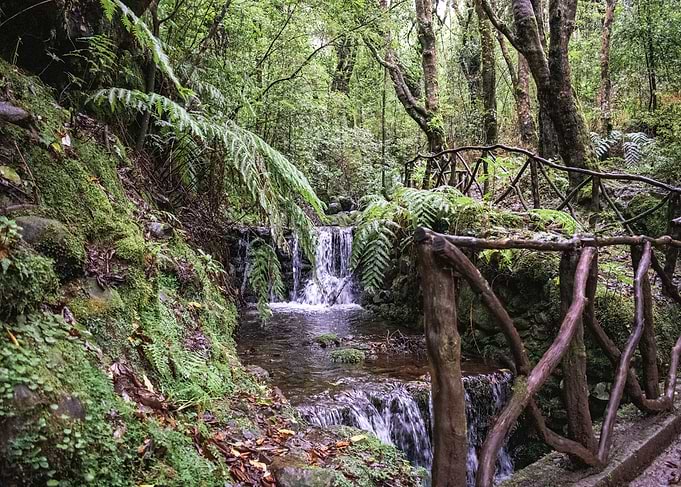 Lush Forest Stream with Wooden Bridge