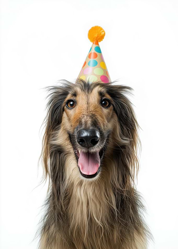 Afghan Hound Dog with Party Hat