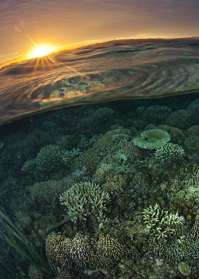 Underwater Coral Reef at Sunset
