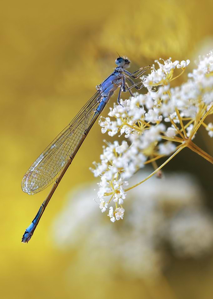 Blue Dragonfly on White Flowers