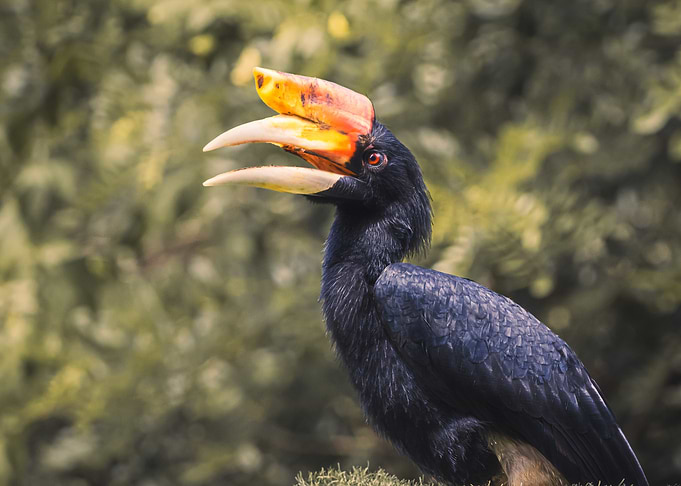 Rhinoceros Hornbill Bird Portrait