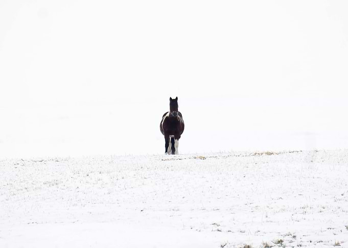 Horse in Snowy Field