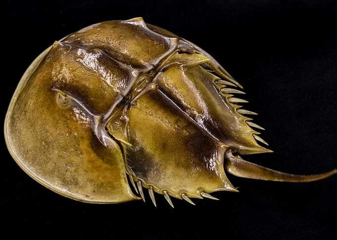 Horseshoe Crab on Black Background