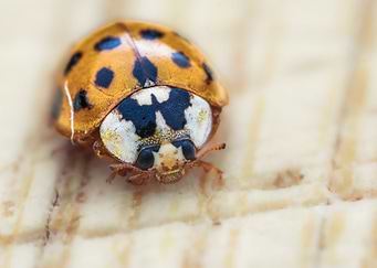Close-up of an Asian Ladybug (Harmonia axyridis)