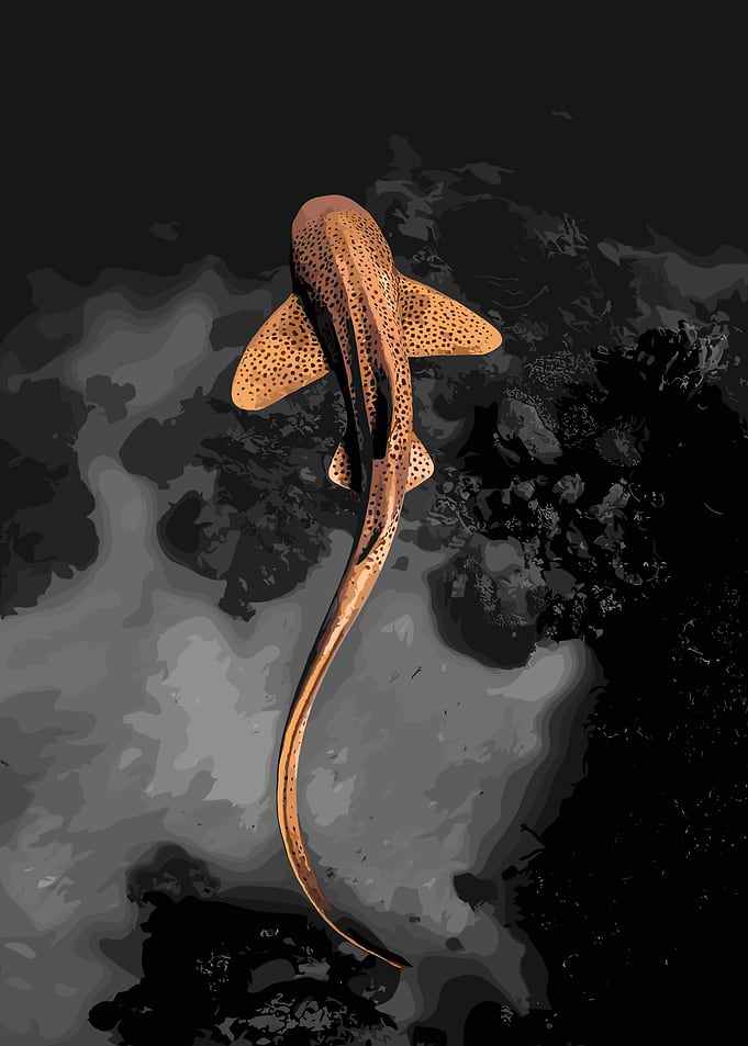 Leopard Shark in Dark Ocean
