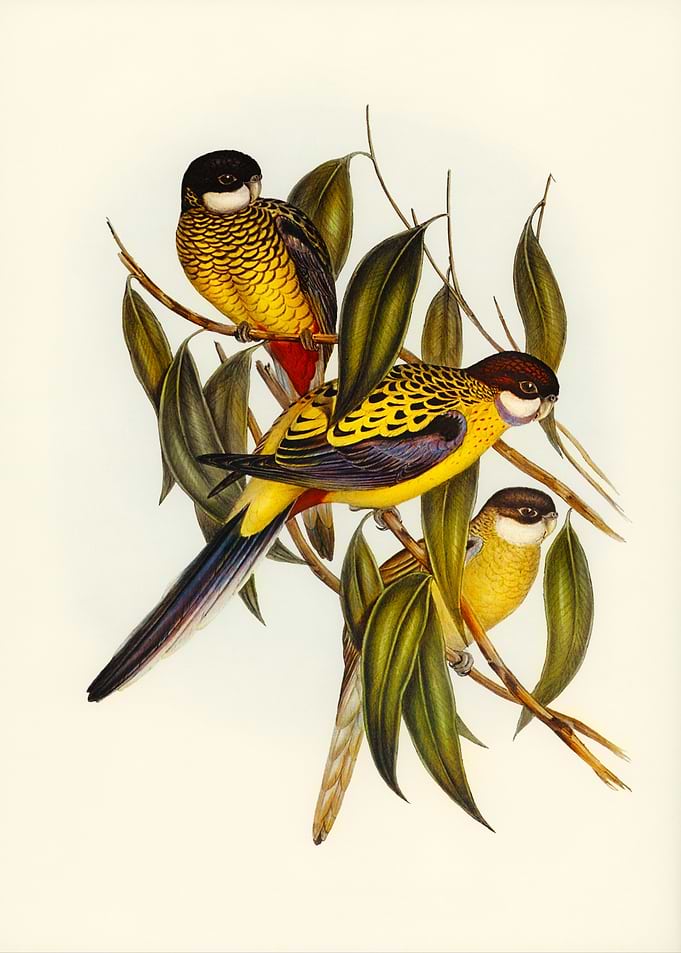 Elegant Rosellas on Branch Painting