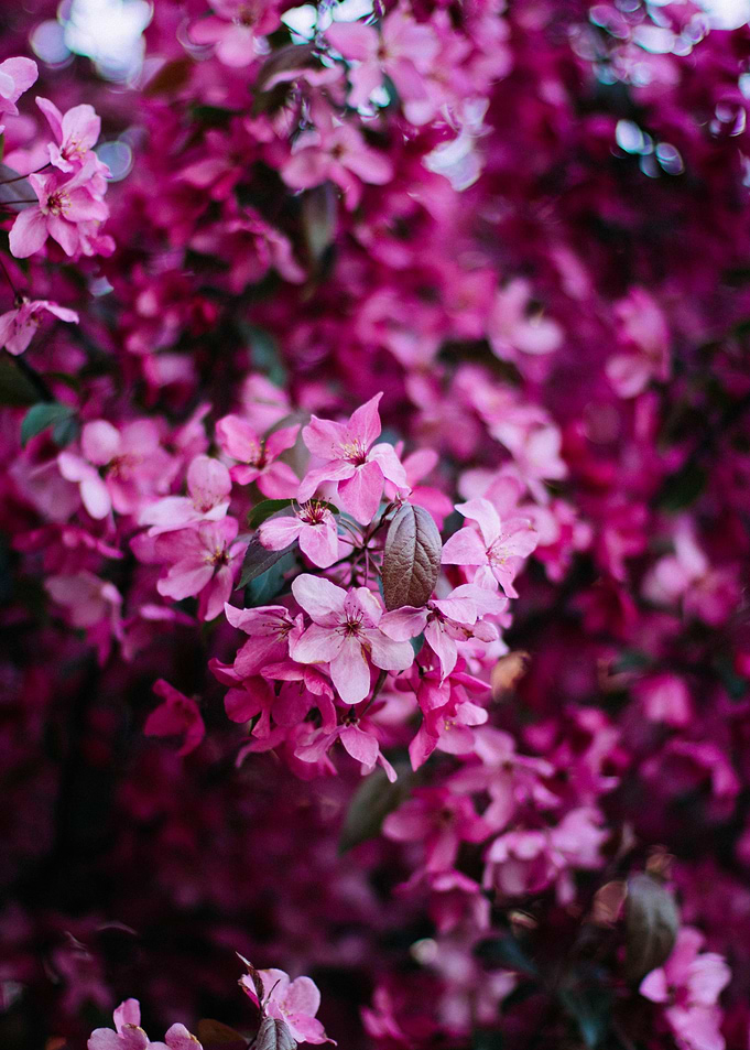 Pink Blossoms in Full Bloom