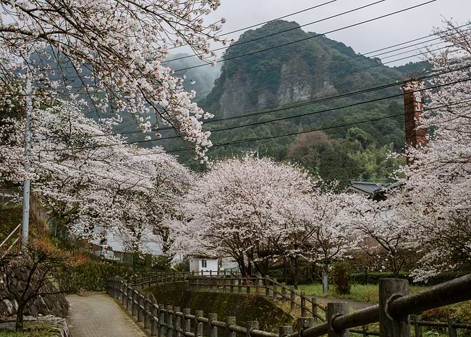 Cherry Blossom Valley in Rural Japan