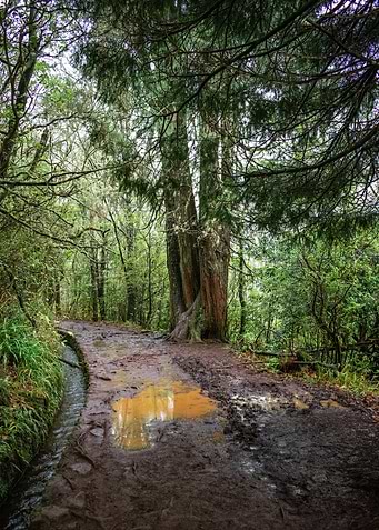 Muddy Path Through a Green Forest