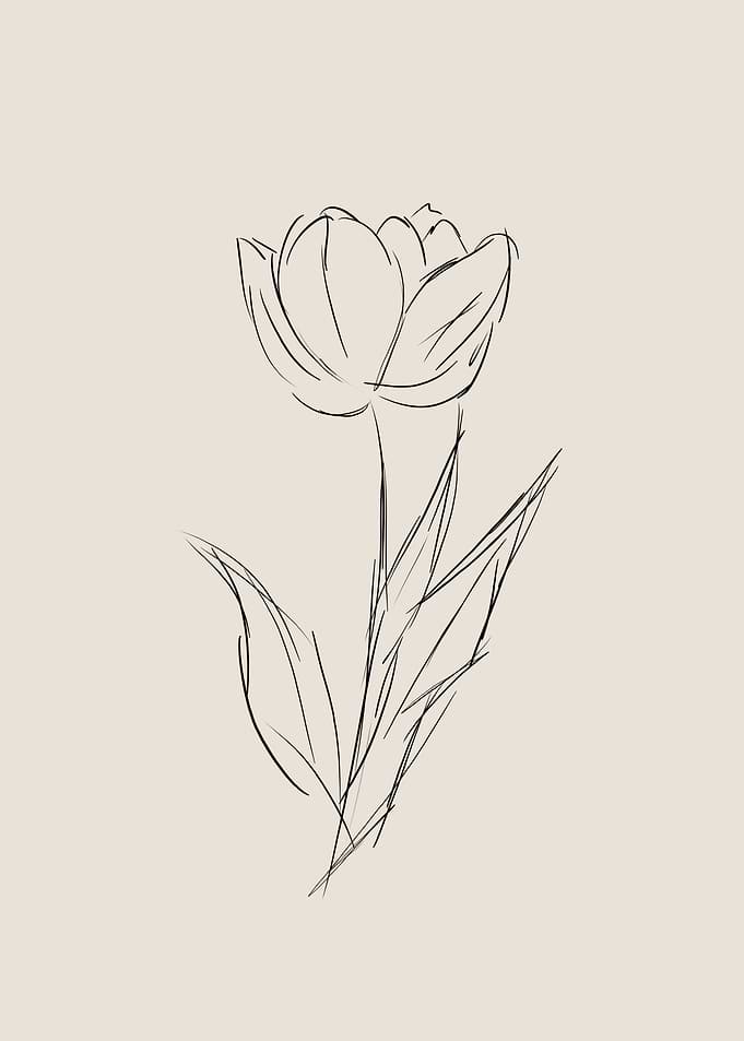Tulip Line Art