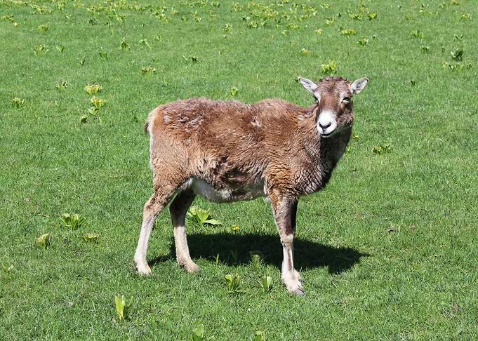 Mouflon in a green field