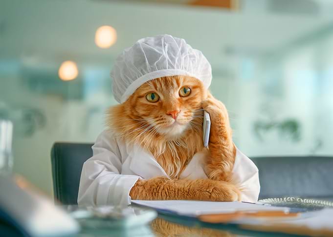 Cat Doctor on the Phone